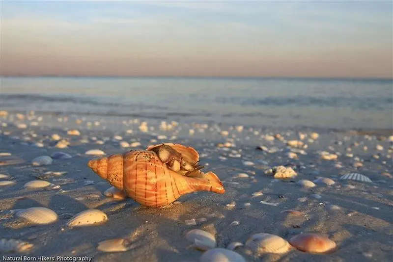 5583 Estero 4 Shell Shack فيلة *